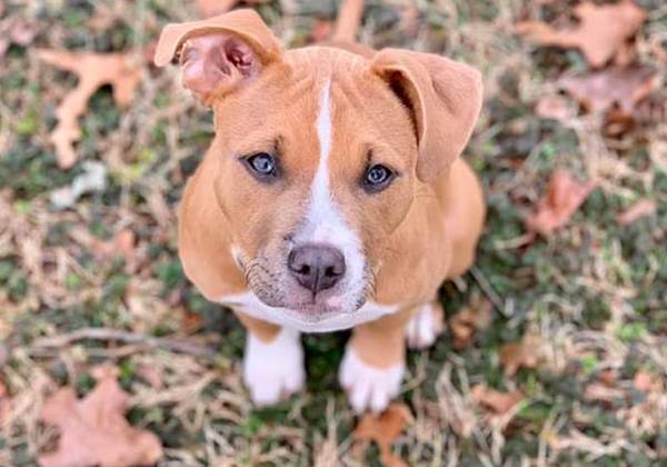 Luna, de 4 meses Foto: Facebook