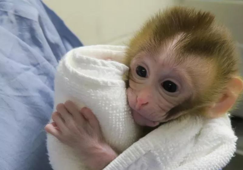 Foto: Oregon National Primate Reserch Center of the Oregon Heath and Science University