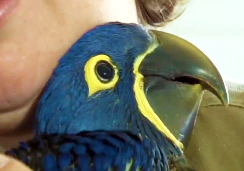 Foto: reprodução / Tv Andradas ANTV|Arara azul - Foto: ilusionviajera