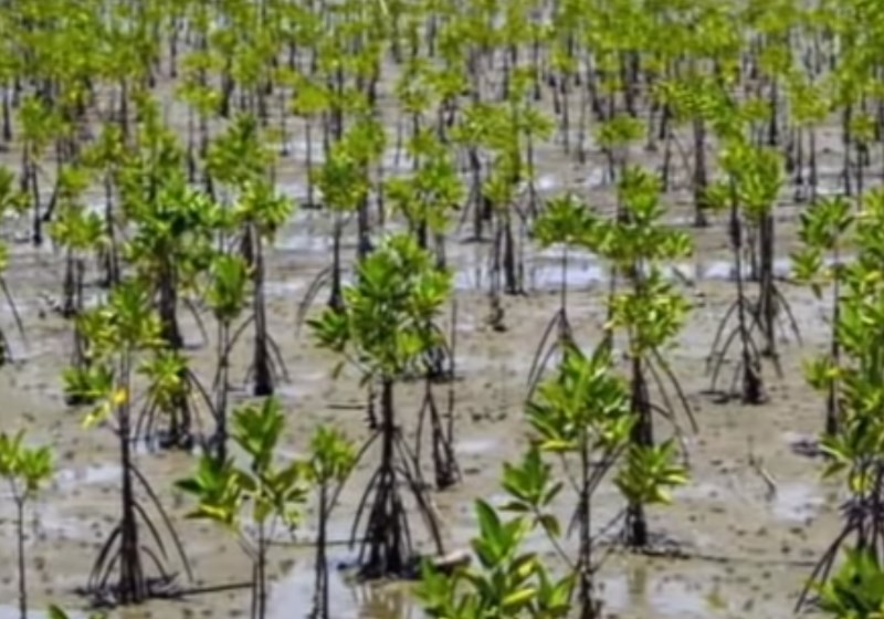 Foto: reprodução biocarbon