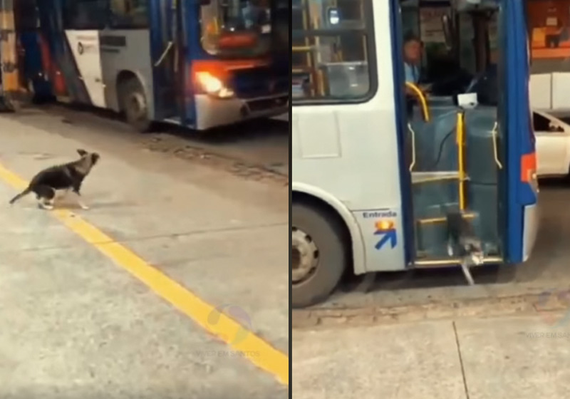 Fotos: reprodução / Facebook / ViverEmSantos