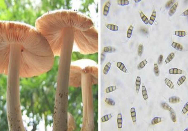 Foto: Reprodução|Foto: Reprodução