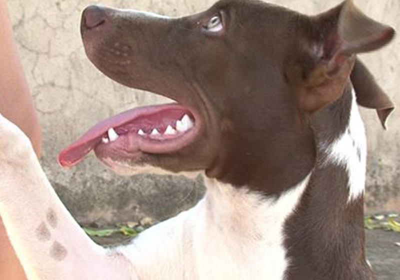 Pitbull Max - Foto: Foto: Wilson Del Passo/RPC