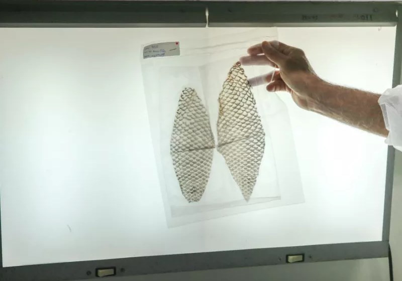 Foto: Saulo Roberto/Sistema Verdes Mares