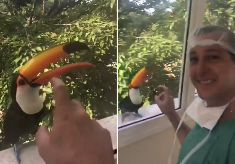 O tucano e o médico - Foto: reprodução / Instagram