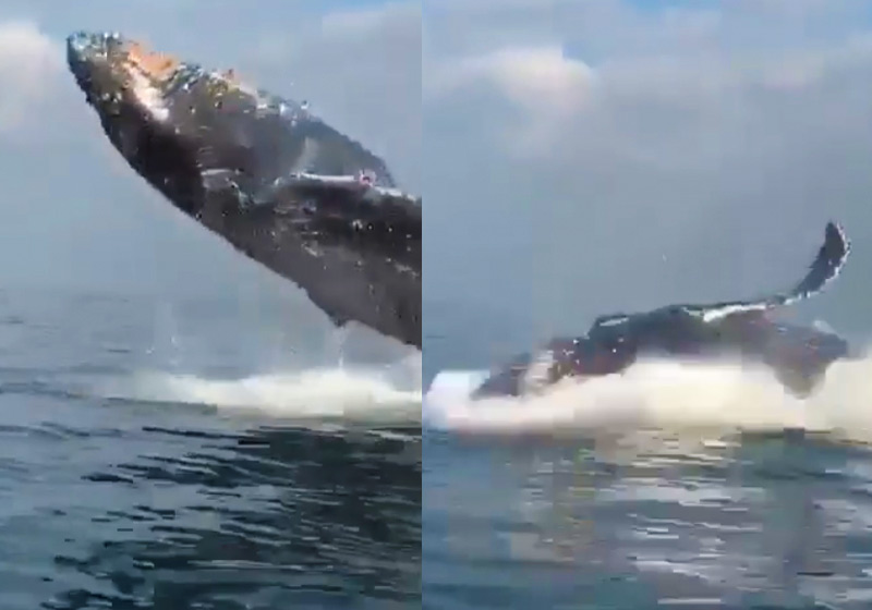 Fotos: reprodução / Instagram / @marcela_carrocinona