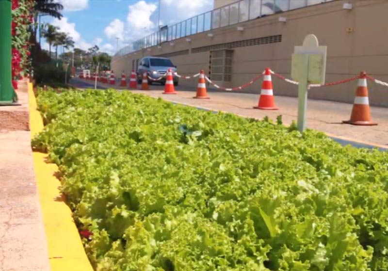 Horta urbana JK Shopping - Foto: reprodução / Momento Ambiental|