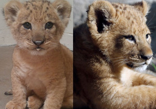 Bahati Foto: Zoológico de Dallas