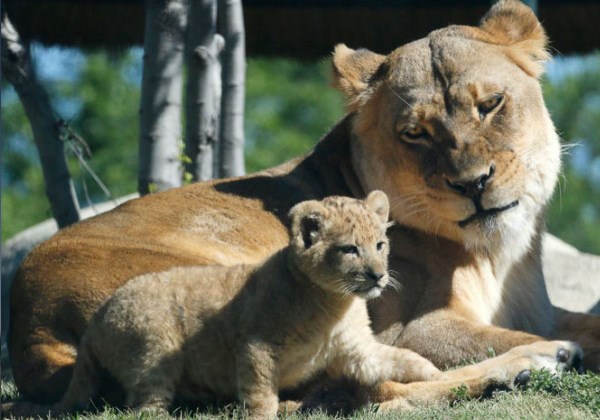 Bahati e a mãe Foto: Zoológico de Dallas