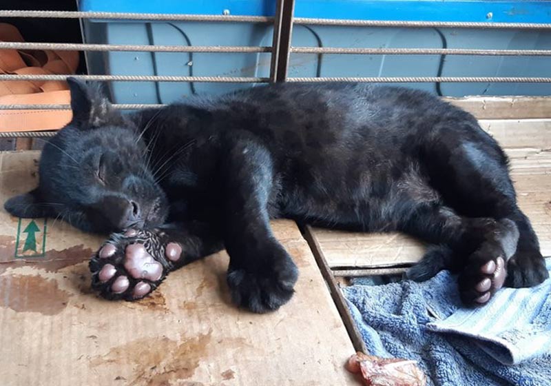 Filhote de onça resgatado - Foto: Sema-MT/Assessoria