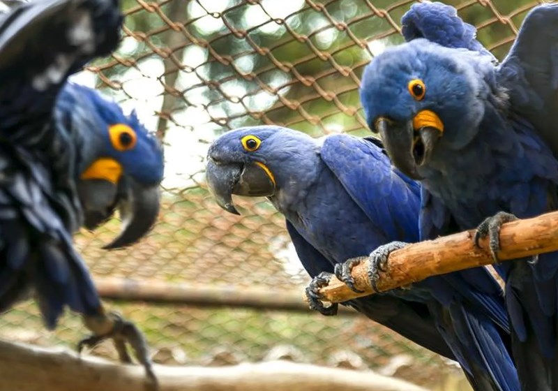 Foto: Luiz Costa/SMCS