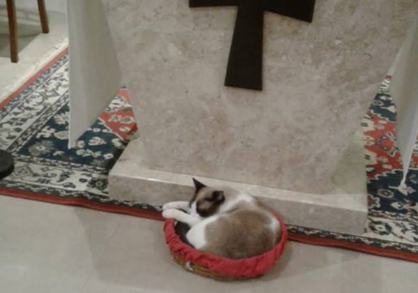 gato_missa2