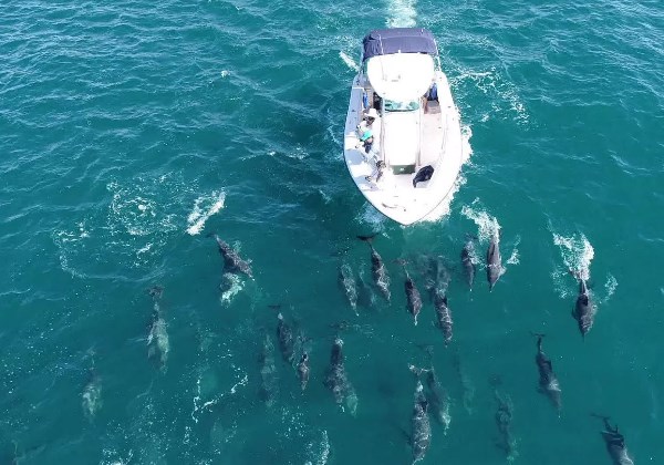 Jubarte flagrada junto aos golfinhos Foto: reprodução UERJ