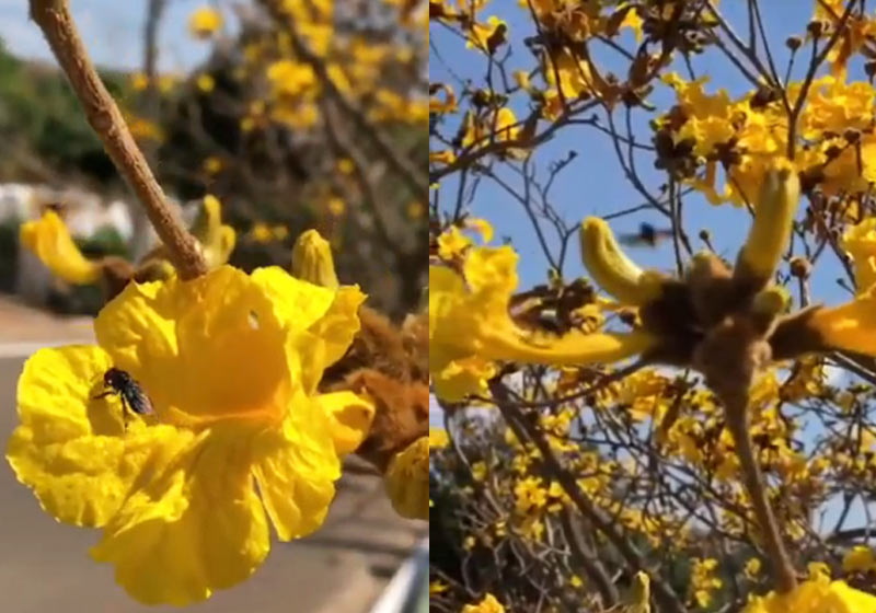 Foto: SóNotíciaBoa