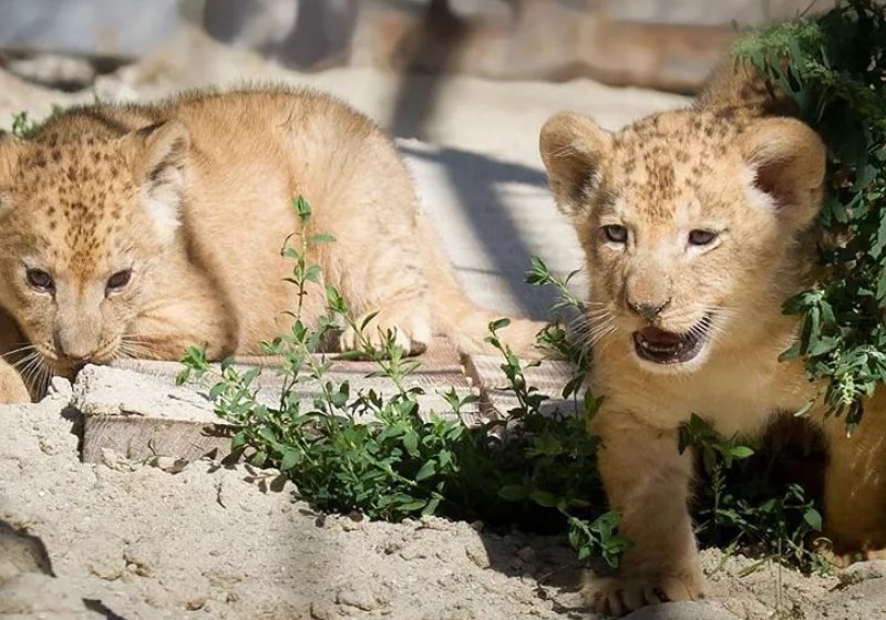 Foto: zoológico de Dvur Kralove