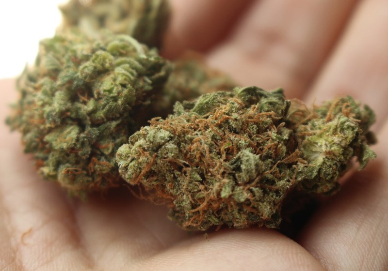 Maconha medicinal Foto: Pixabay