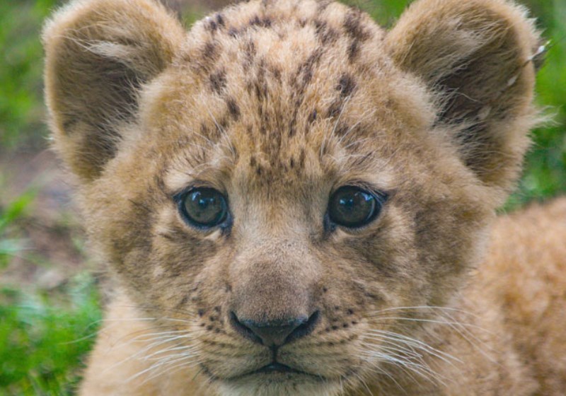 Foto: Zoológico de Dallas||Simba Foto: Disney|Bahati e a mãe Foto: Zoológico de Dallas|Simba Foto: Disney|Bahati bebê Foto: Zoológico de Dallas