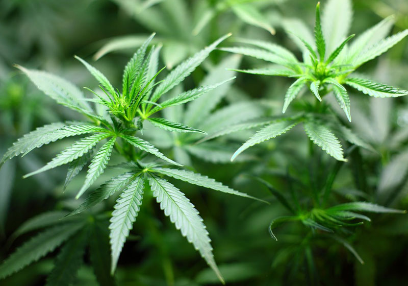 Muda de cannabis - Foto: Pixabay