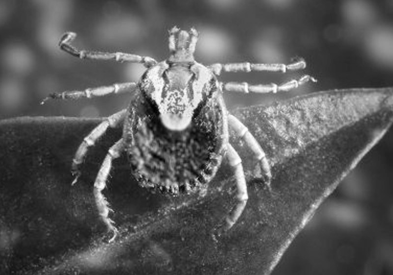 Carrapato-estrela - Foto: Wikipedia/CDC/Christopher Paddock/James Gathany