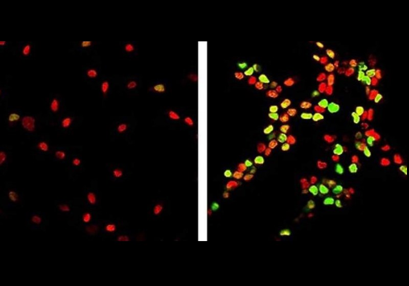 As células velhas recuperaram sua jovialidade (direita) ao serem colocadas junto a células mais jovens.