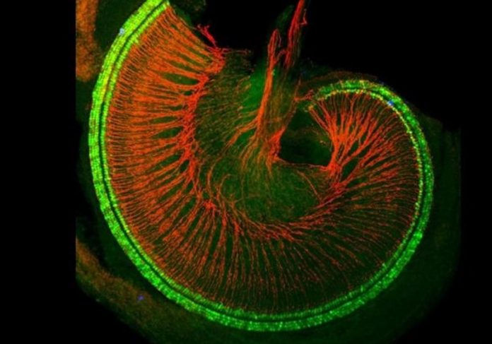 coclea Cóclea de camundongo com células ciliadas mostradas em nervos verdes e auditivos mostrados em vermelho. Foto pelo laboratório de Doetzlhofer / medicina de Johns Hopkins