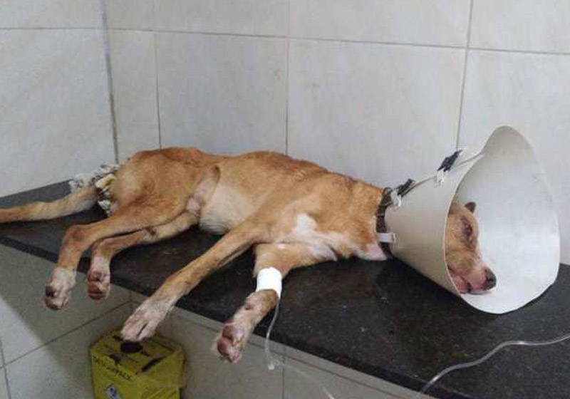 Ferro se recuperando - Foto: reprodução / NVPE