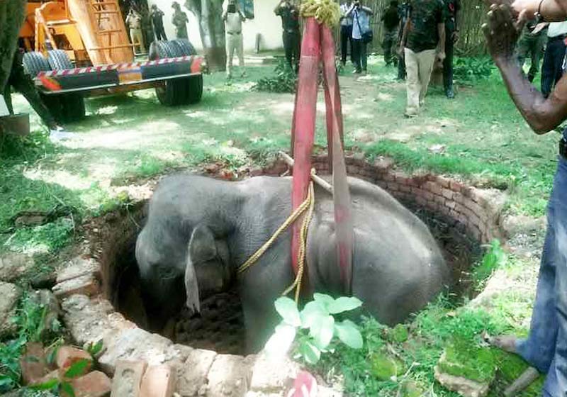 Elefante sendo resgatado na Índia - Foto: SWNS