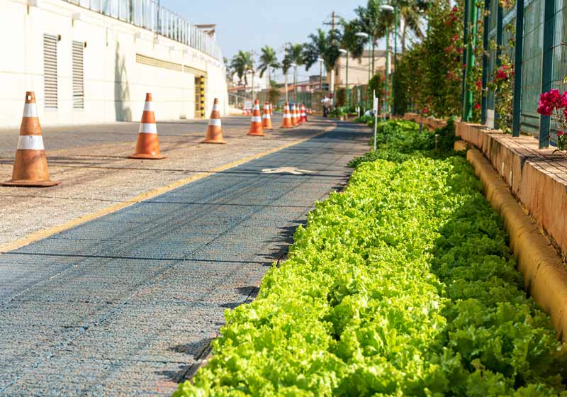 Horta Urbana do JK Shopping - Foto: Telmo Ximenes