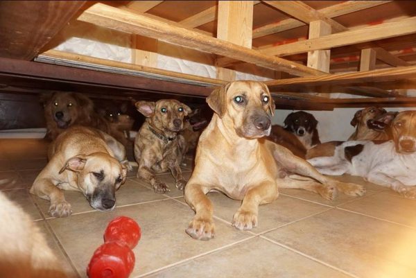 Cães protegidos no quarto - Foto: redes sociais