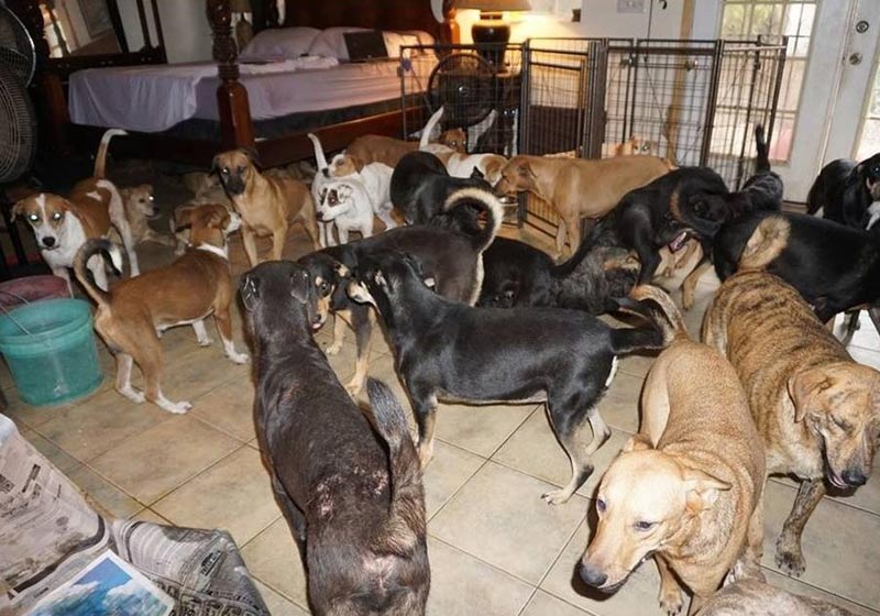 Cachorros abrigados no quarto - Foto: reprodução / redes sociais||