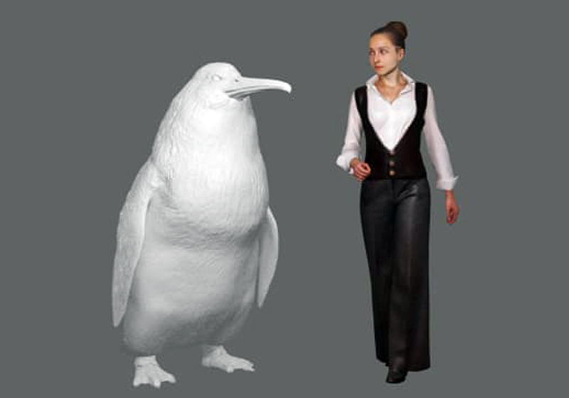 Comparação do pinguim gigante com uma mulher - Foto: Foto: Canterbury Museum|