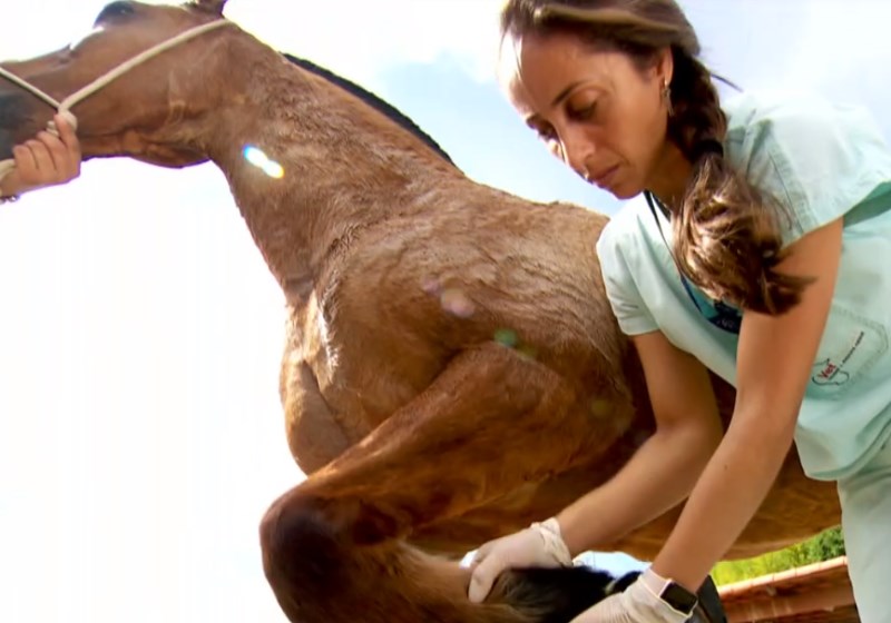 Foto: reprodução Globo Rural|