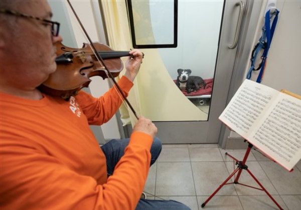 violonista_caes4