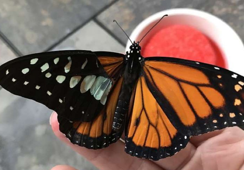 Foto: Katie VanBlaricum