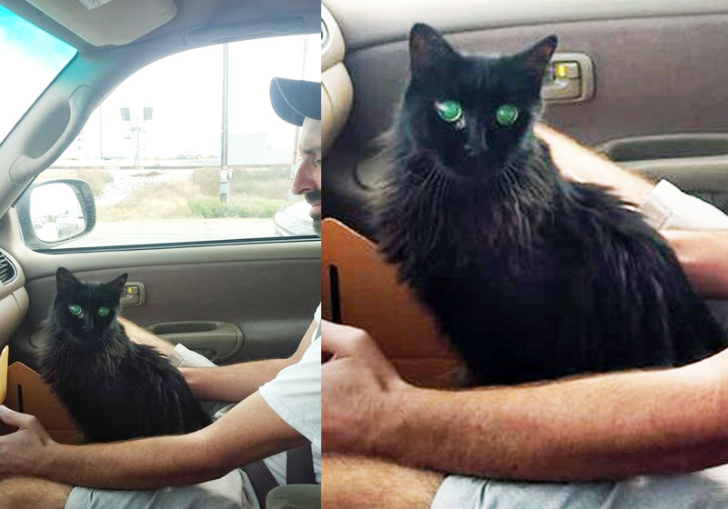 Gatinha cega volta pra casa - Fotos: Facebook/ Anne Marie Laney