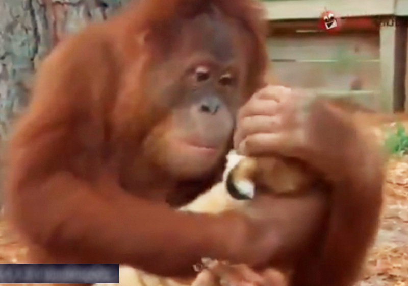 Orangotango adota filhotes de tigre -Foto: reprodução / Twitter