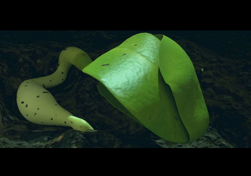 Foto: Universidade de Chongqing / Victor Tangermann