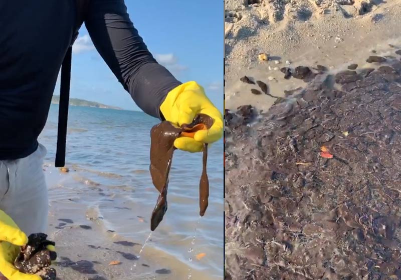 Óleo retirado de praia em PE - Foto: reprodução / Instagram @tuliogadelha