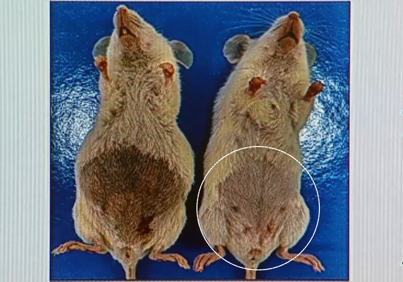 Imagem mostra redução do tumor de câncer de ovário em camundongo na USP em Ribeirão Preto Foto: reprodução