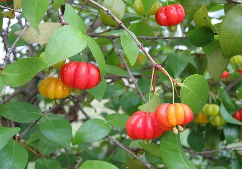 Pitangueira - Foto: Michael Hermann/Wikimmedia Commons|