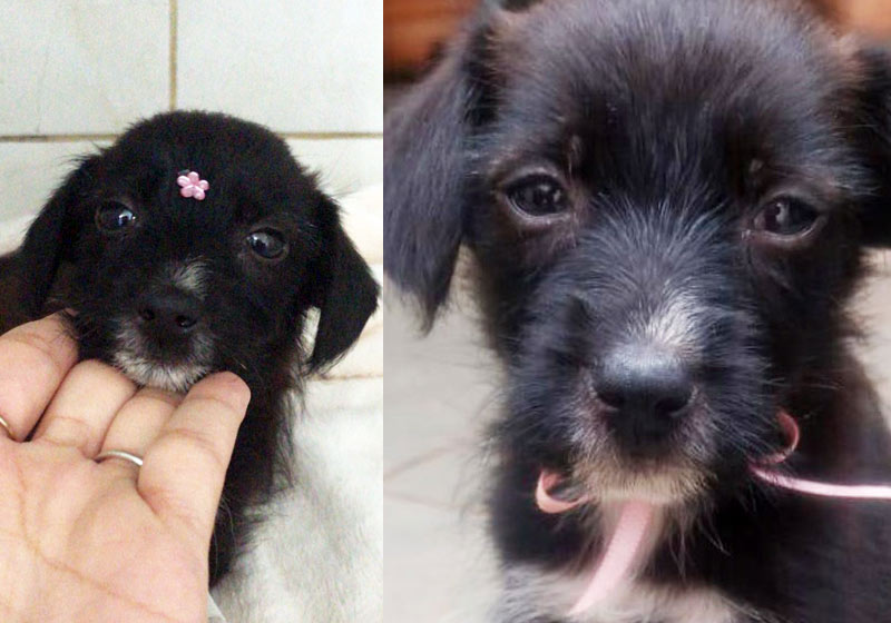 Amora hoje e na 2ª feira - Fotos: Lorena Fassina e Maria Clara||||