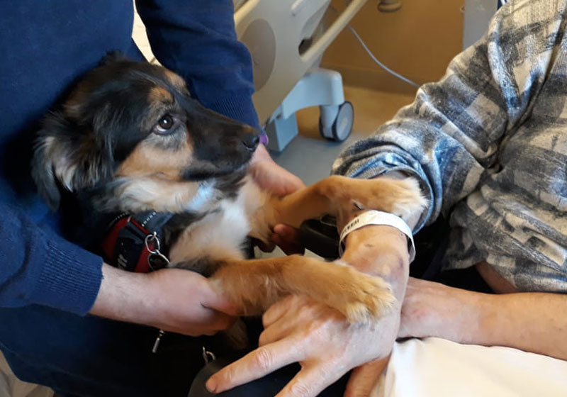 Phoebe olhando para o tutor - Foto: reprodução / FirenzeToday