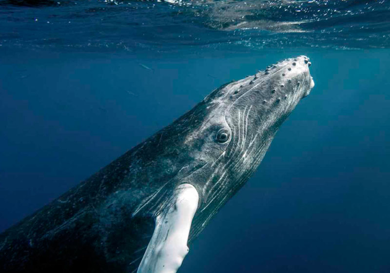 Baleia jubarte - Foto: Christopher Michel