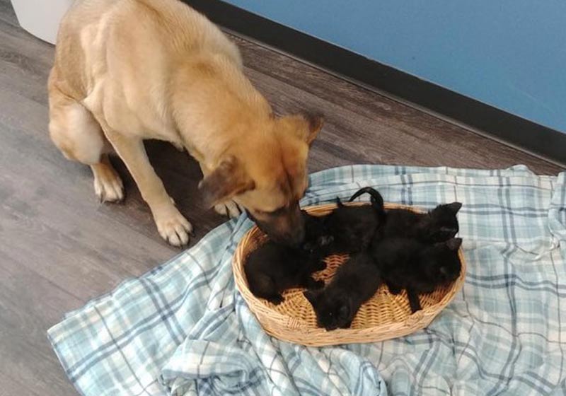 Foto: reprodução / Facebook Pet and Wildlife Rescue|