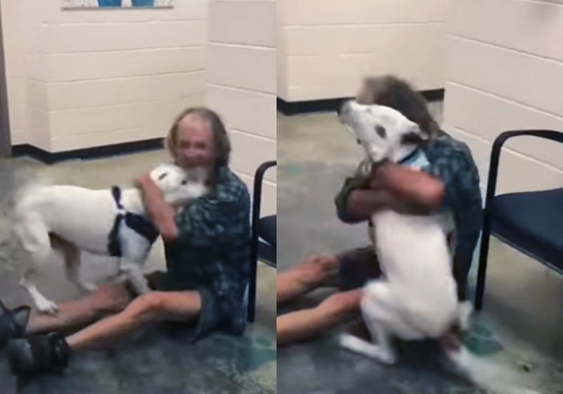 Remi volta para a família - Fotos: CBS DFW