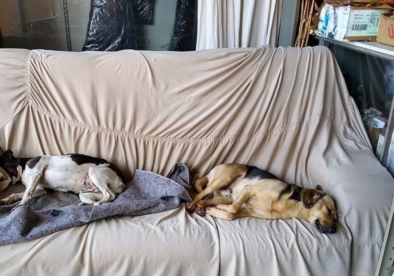 Sofá na loja para cães - Foto: reprodução / Facebook Indianara Dominguez|