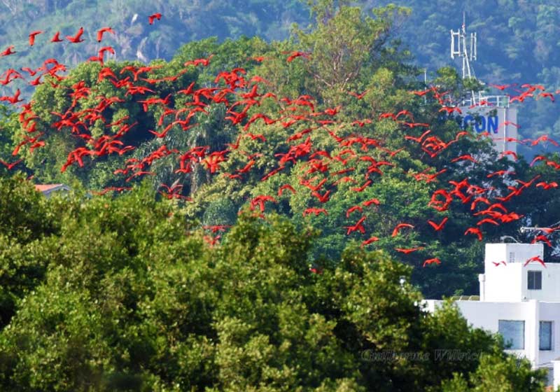 Flamingos vistos em Florianópolis - Foto: divulgação / Fernando Farias|||