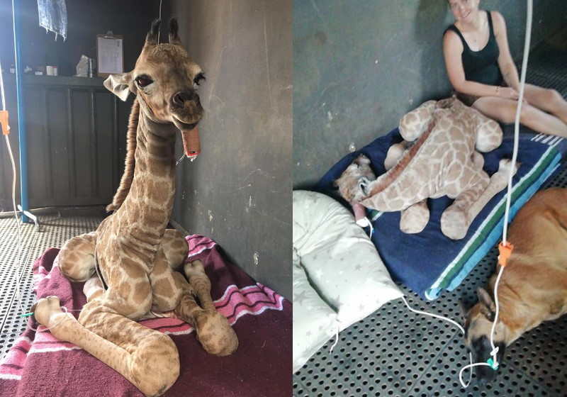 Foto: The Rhino Orphanage