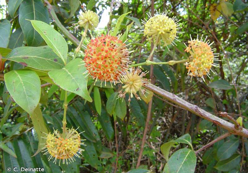 Uncaria guianensis - Foto: C.Deinatte|Unha-de-gato - Uncaria guianensis Foto: reprodução