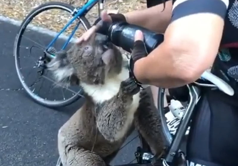 Ciclista salva coala com sede - Foto: reprodução / Instagram|Foto: reprodução Instagram